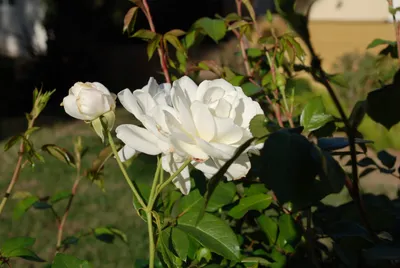 DSC_0058 (Large).JPG